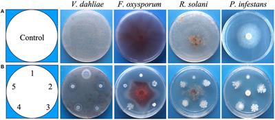 Endophytic Bacillus velezensis XS142 is an efficient antagonist for Verticillium wilt of potato